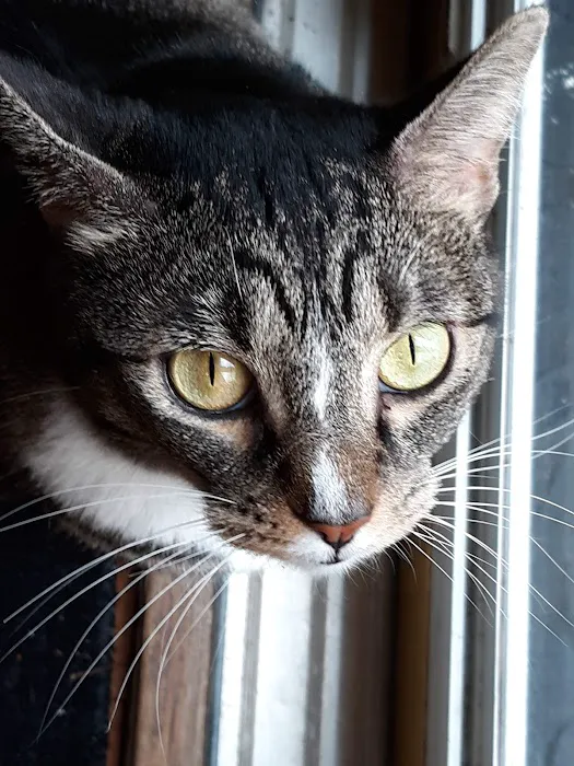 Animal Medical Center of Lawrenceville, A Thrive Pet Healthcare Partner 12