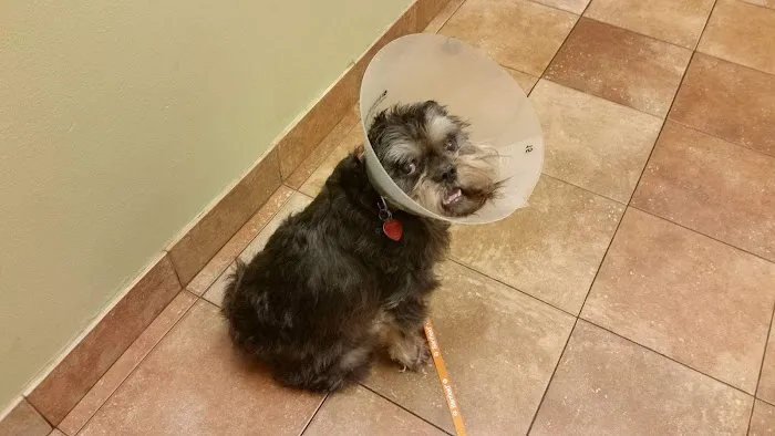 Banfield Pet Hospital 12