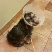 Banfield Pet Hospital ico