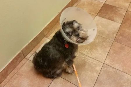 Banfield Pet Hospital
