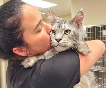 Olde Towne Animal Hospital