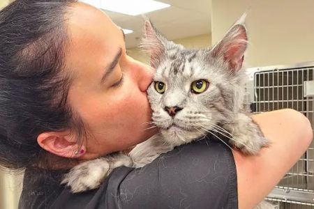 Olde Towne Animal Hospital