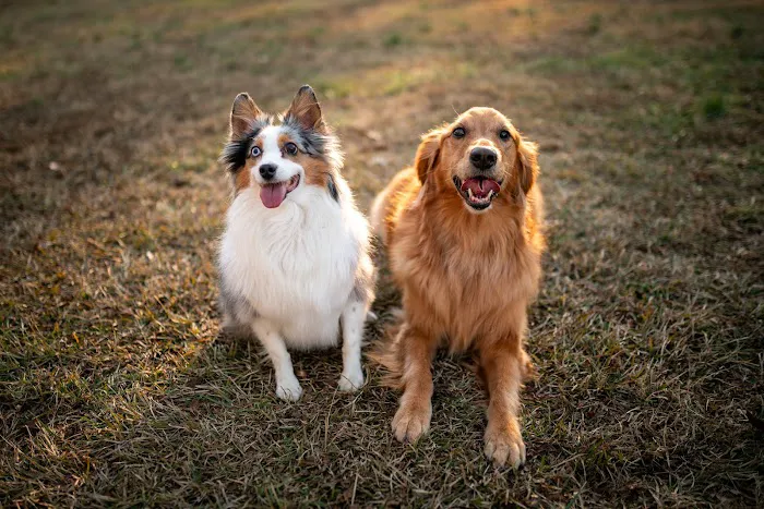 Suwanee Animal Hospital 12