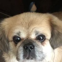 Polk Veterinary Care, LLC ico