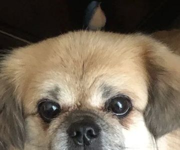 Polk Veterinary Care, LLC