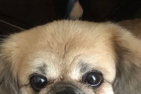 Polk Veterinary Care, LLC