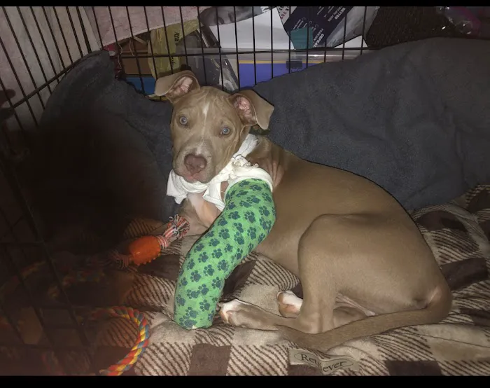 Euharlee Animal Clinic 4