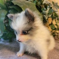 Southland Veterinary Services PC ico