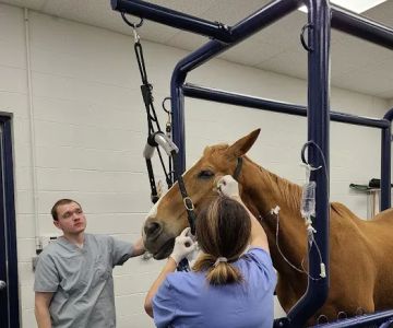 Georgia Equine Veterinary Services and Hospital
