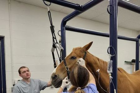 Georgia Equine Veterinary Services and Hospital
