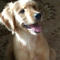 Free Home Animal Hospital ico