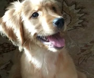 Free Home Animal Hospital