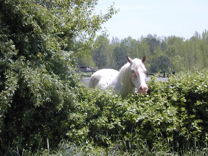 KLM Equine 12