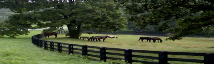 KLM Equine 12