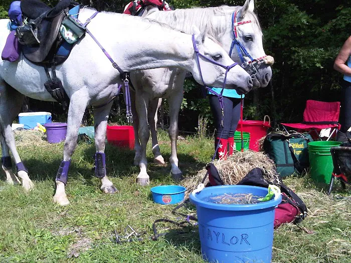 KLM Equine 12
