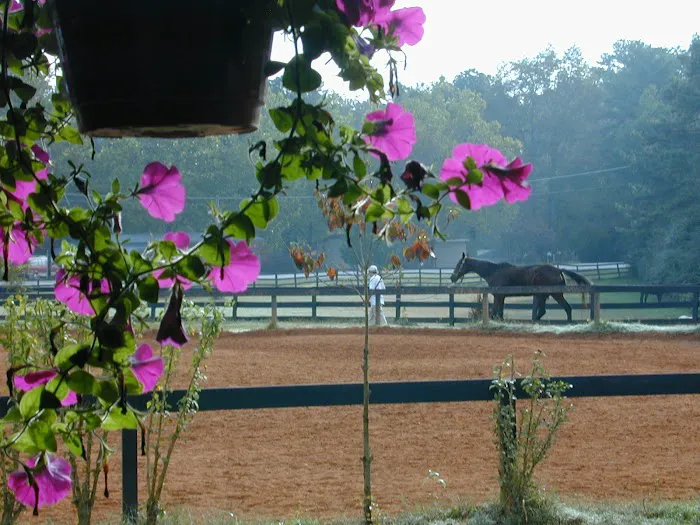 KLM Equine 12