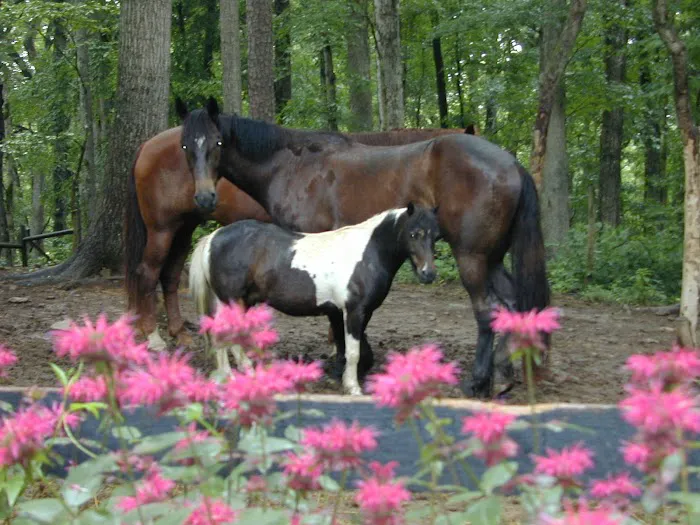 KLM Equine 12