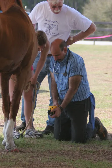 KLM Equine 12