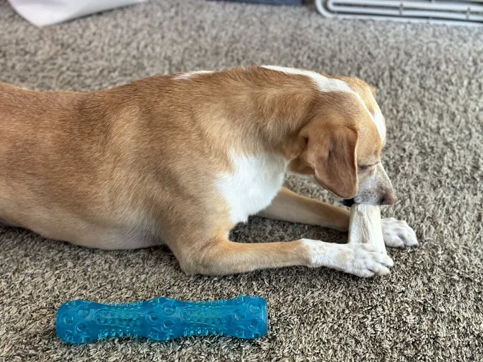 Mountain View Animal Hospital 12