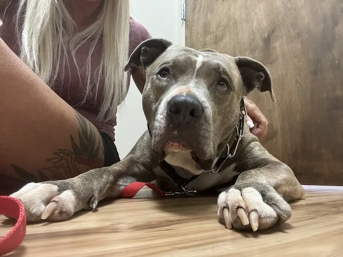 Mountain View Animal Hospital 12