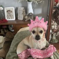 Acres Mill Veterinary Clinic ico