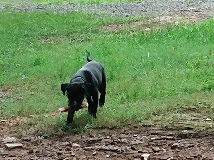 Ball Ground Animal Hospital 10
