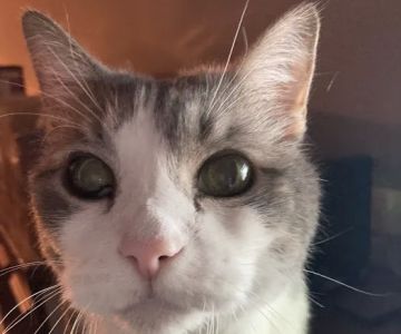 Ball Ground Animal Hospital: Forsyth Sally DVM