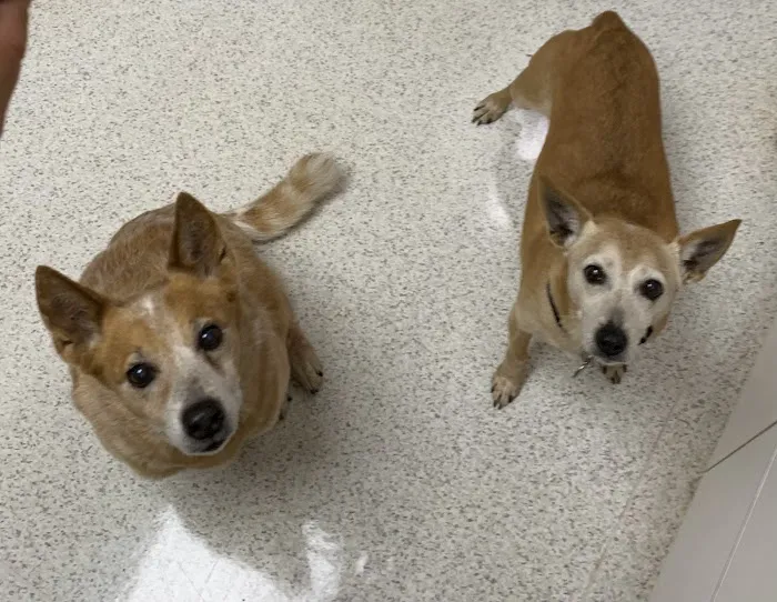 Little River Animal Hospital 9