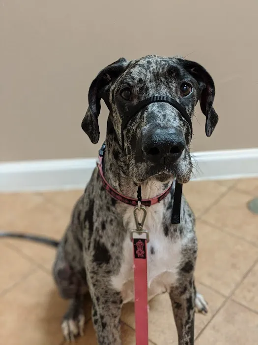 Little River Animal Hospital 10