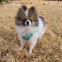 The Grove Animal Hospital ico