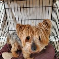 Banfield Pet Hospital ico