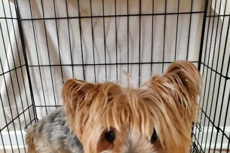 Banfield Pet Hospital