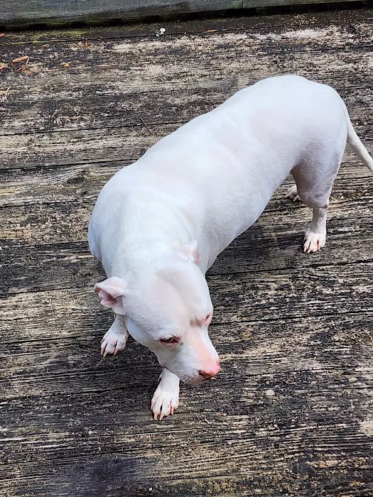 Auburn Animal Hospital 3