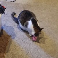 Auburn Animal Hospital ico