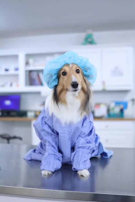 Auburn Animal Hospital 8
