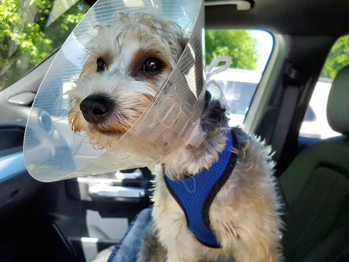 Auburn Animal Hospital 9