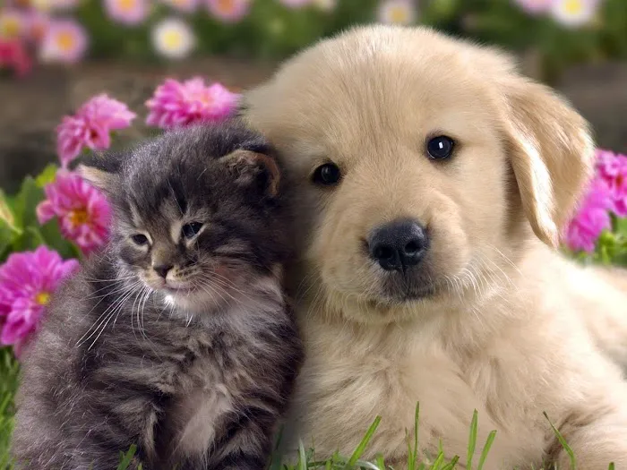 Your Friends At Dacula Animal Hospital 2