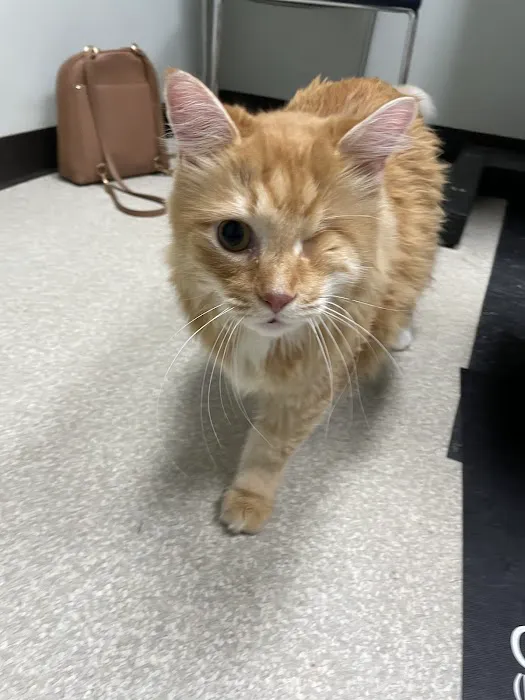 Your Friends At Dacula Animal Hospital 1