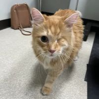 Your Friends At Dacula Animal Hospital ico