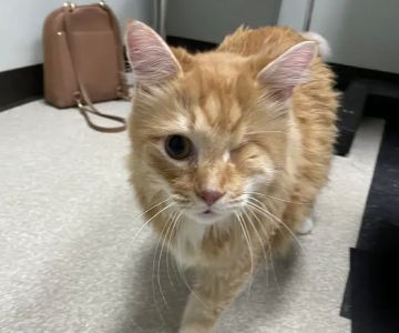 Your Friends At Dacula Animal Hospital