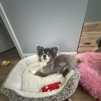 Main Street Veterinary Hospital ico