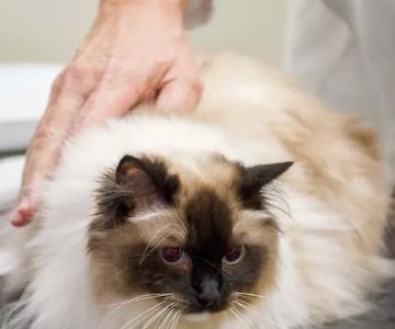 TotalBond Veterinary Hospital at Davidson