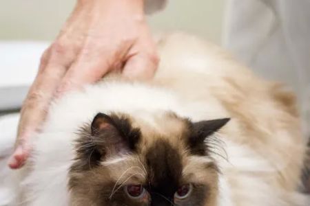 TotalBond Veterinary Hospital at Davidson
