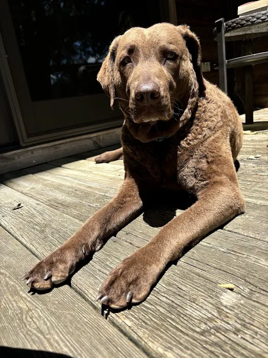 North Mecklenburg Animal Hospital 3