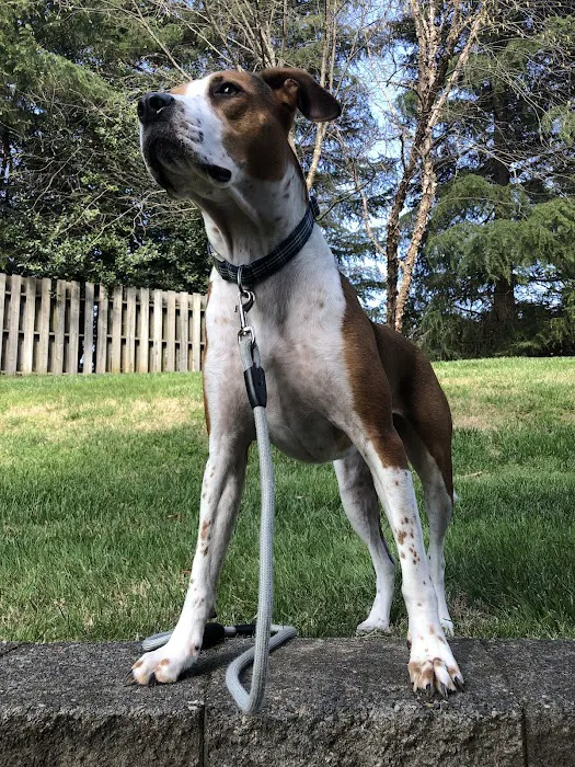 North Mecklenburg Animal Hospital 4