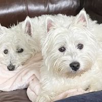 North Mecklenburg Animal Hospital: James David DVM ico