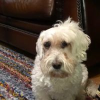Dogwood Veterinary Surgical Care ico