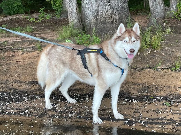 Dogwood Veterinary Surgical Care 7