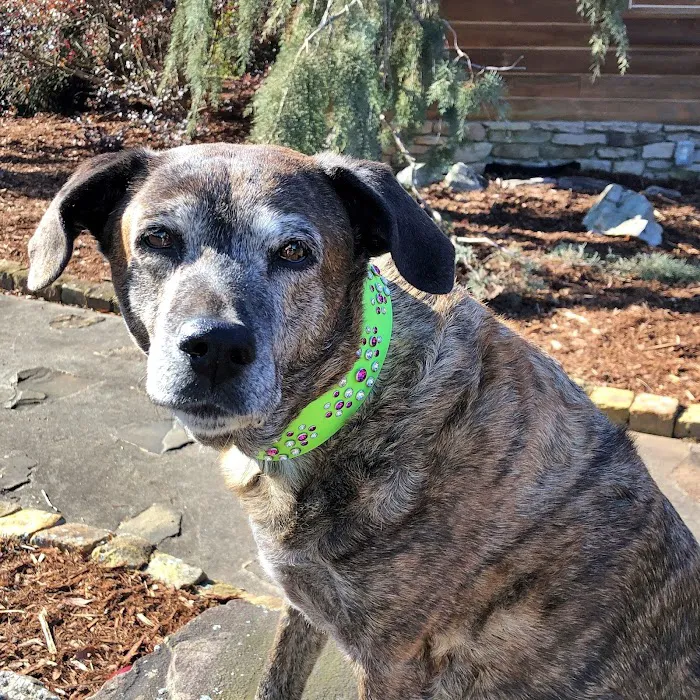 Dogwood Veterinary Surgical Care 8
