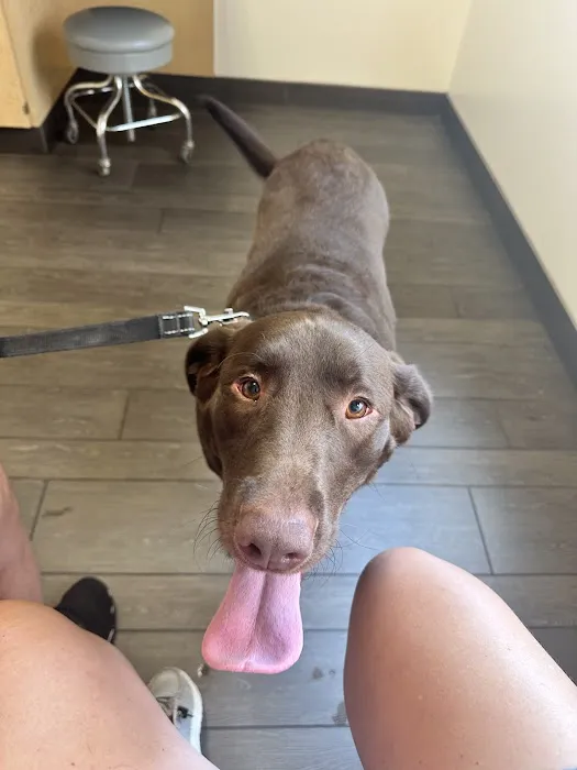 Dogwood Veterinary Surgical Care 10